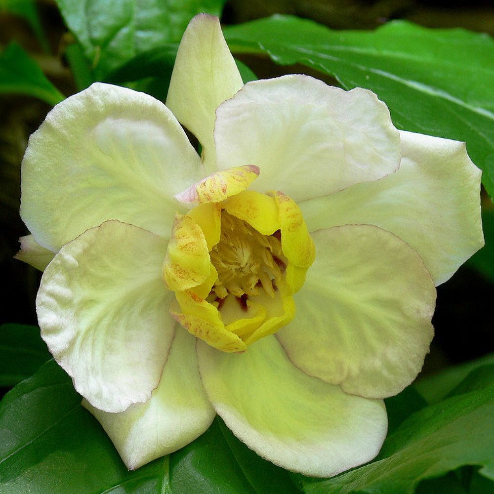 Chinese Sweetshrub Wax Shrub (Sinocalycanthus chinensis)