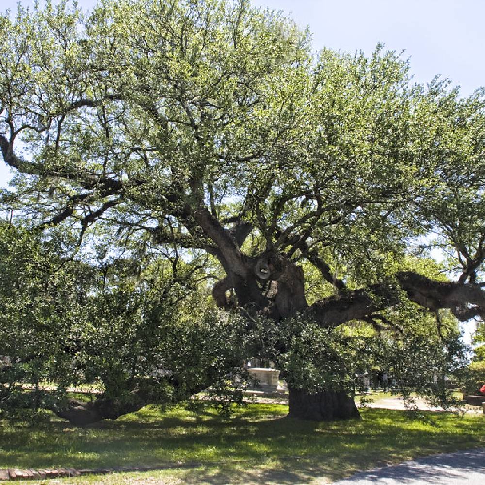 Yunnan Evergreen Oak (Quercus schottkyana)