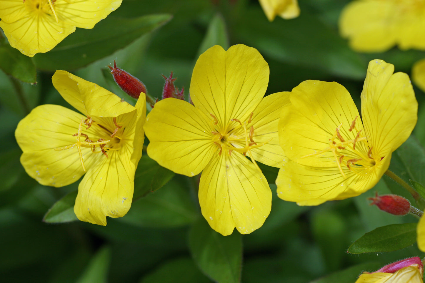 Evening Primrose Large-flowered Evening Primrose (Oenothera lamarckiana)