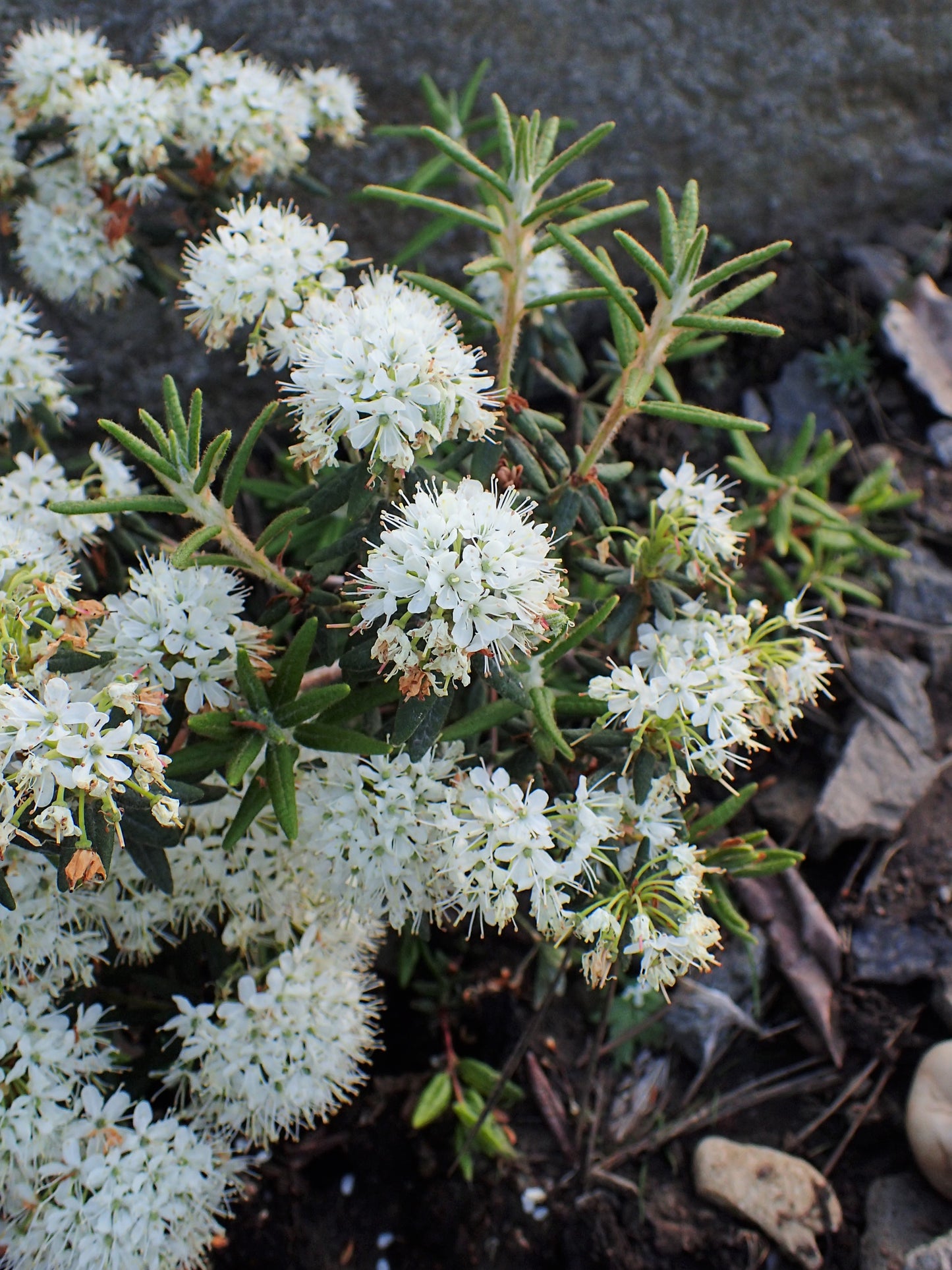 Bog Labrador Tea Tea (Rhododendron groenlandicum)