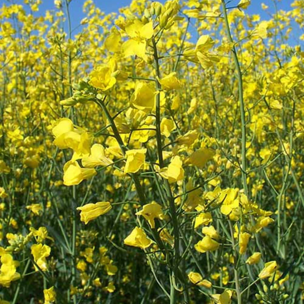 Bonar Forage Rape (Brassica napus 'Bonar')