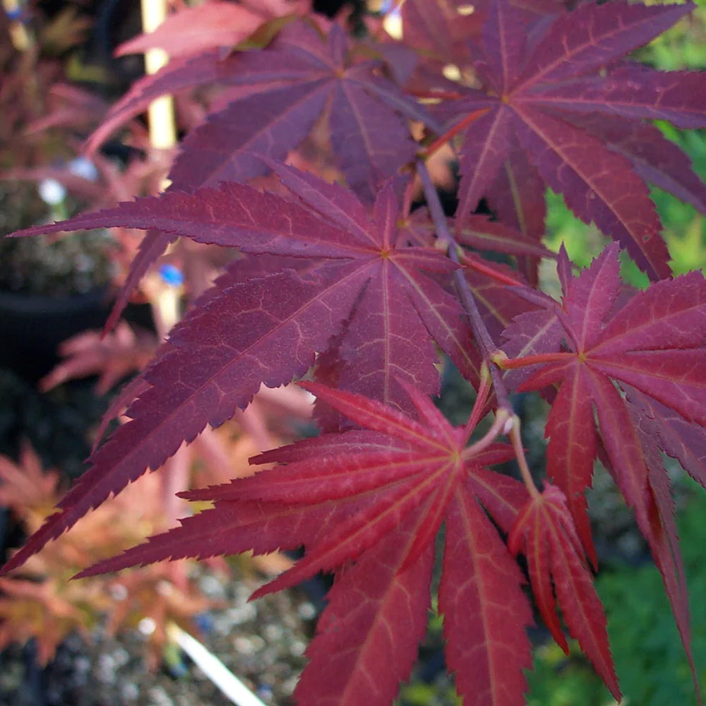 Yezo Nishiki Maple (Acer palmatum ssp. matsumurae 'Yezo Nishiki' dry seed)