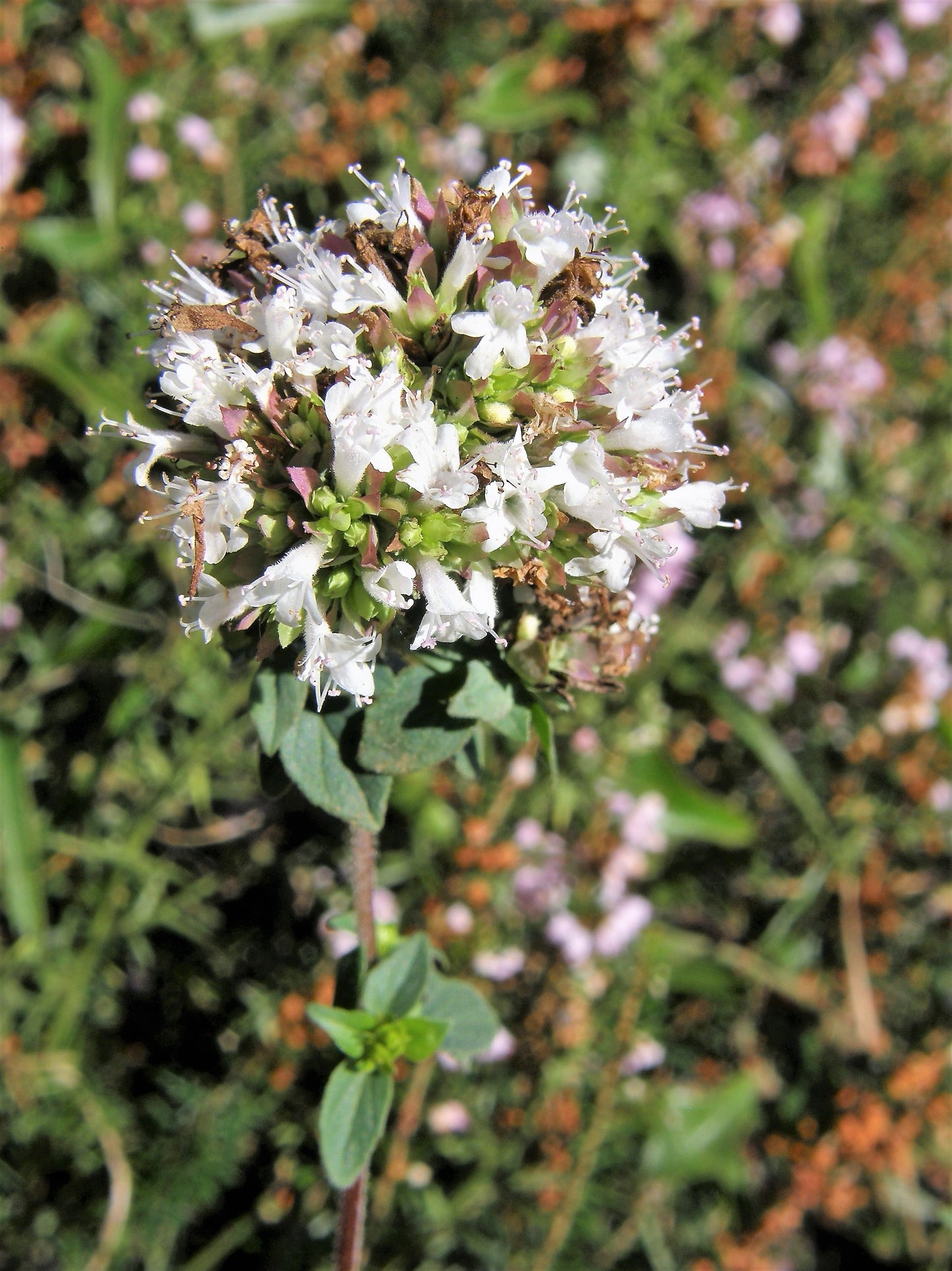 Oregano (Origanum vulgare var. Virens)