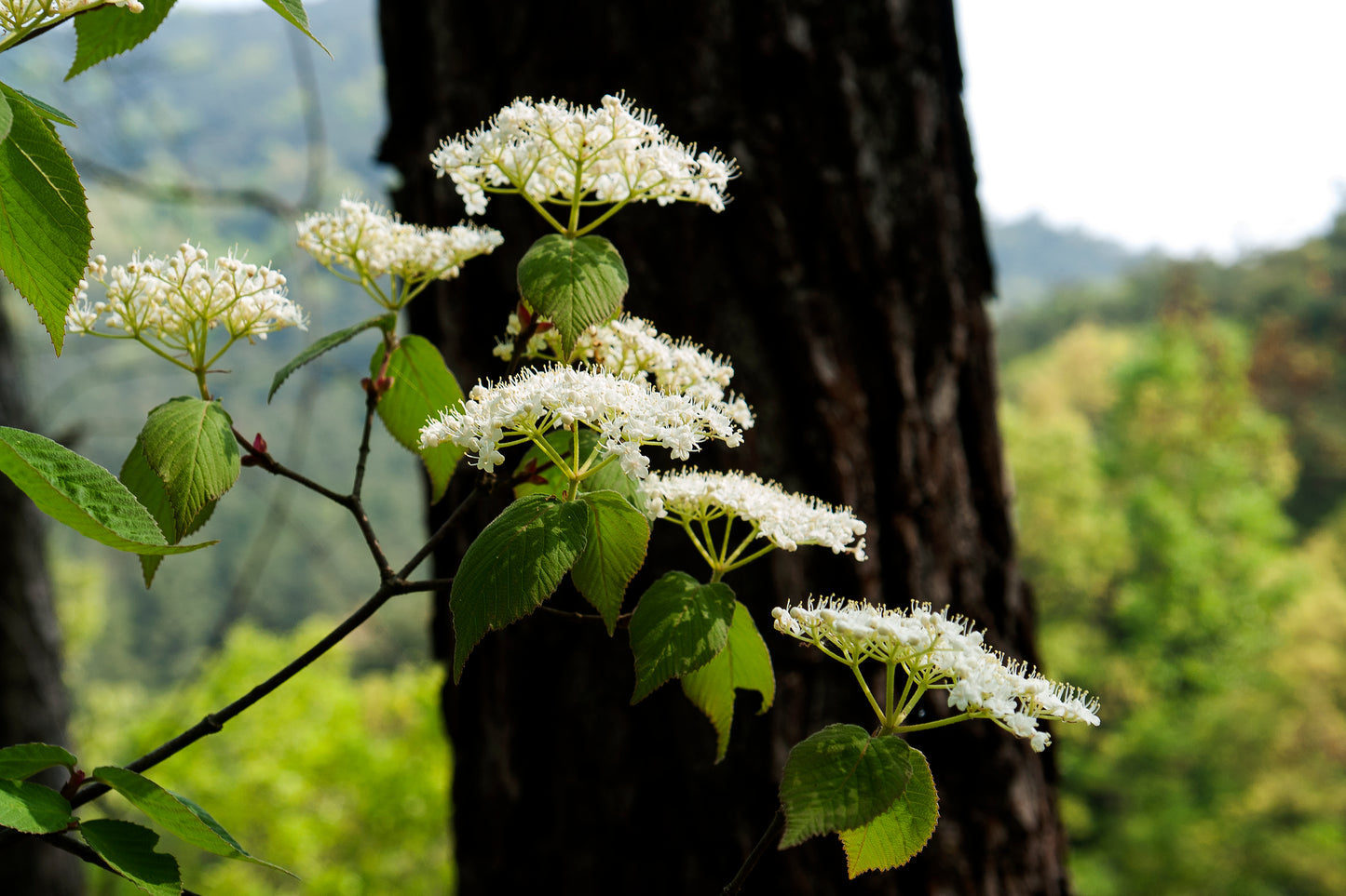 Beech Ichang Viburnum (Viburnum erosum)
