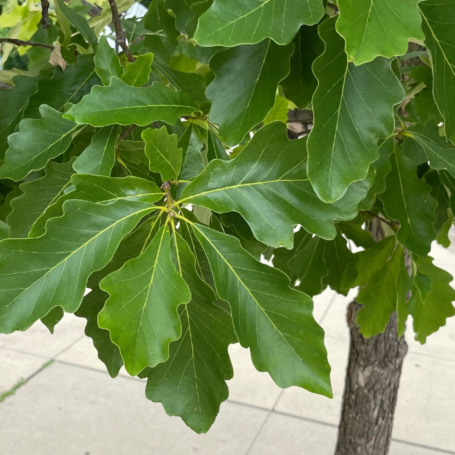 Swamp White Oak (Quercus bicolor)