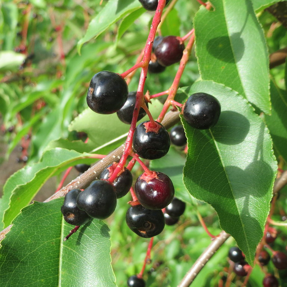 Black Cherry (Prunus serotina)