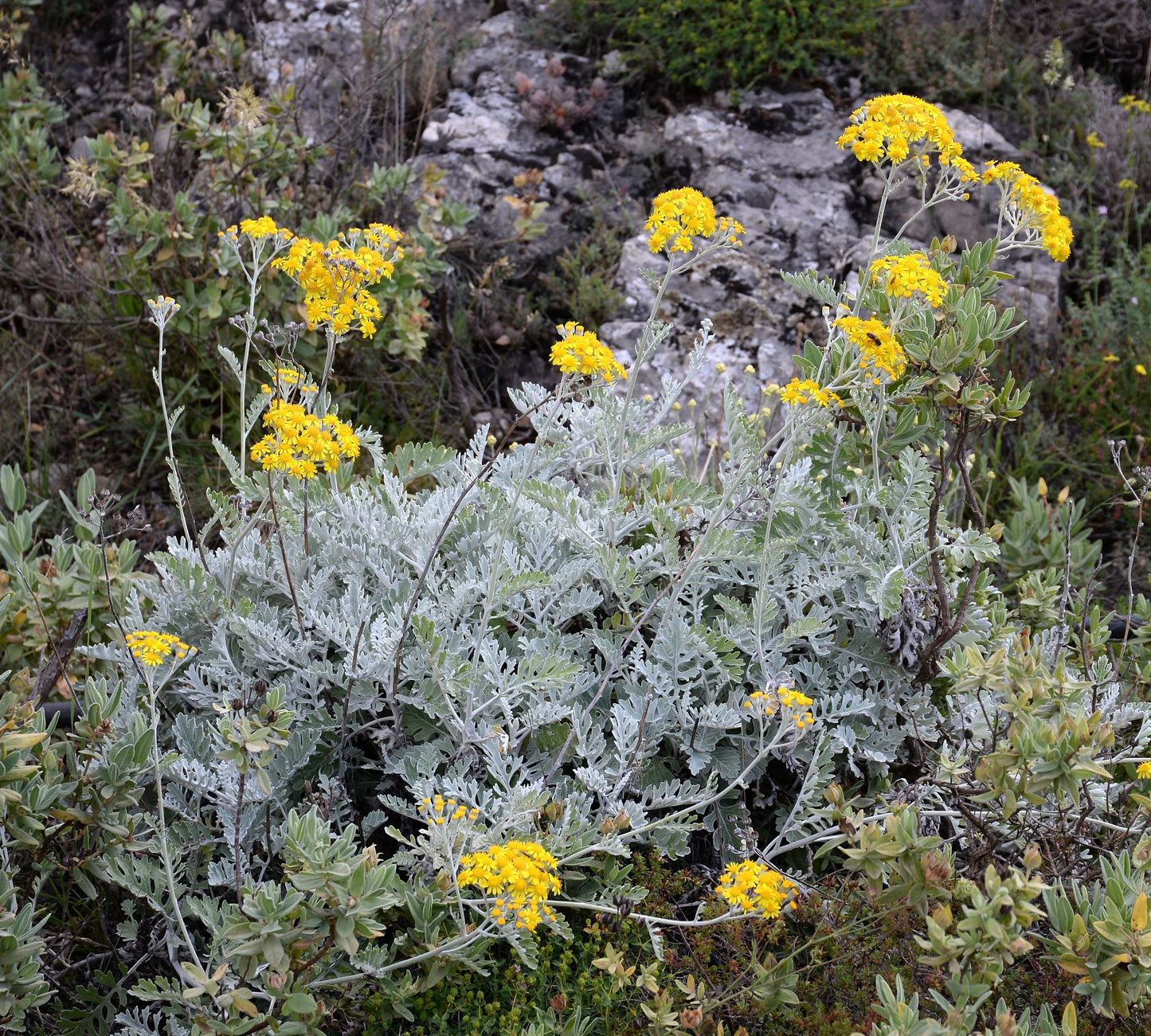 Dusty Miller Ragwort (Jacobaea maritima)