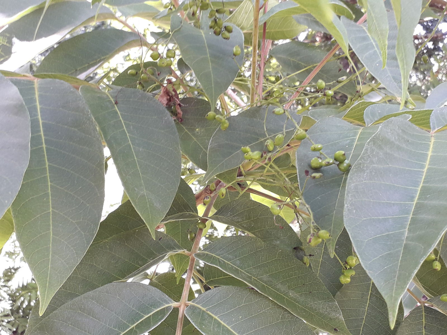 Chinese Lacquer Varnish Tree (Toxicodendron vernicifluum)
