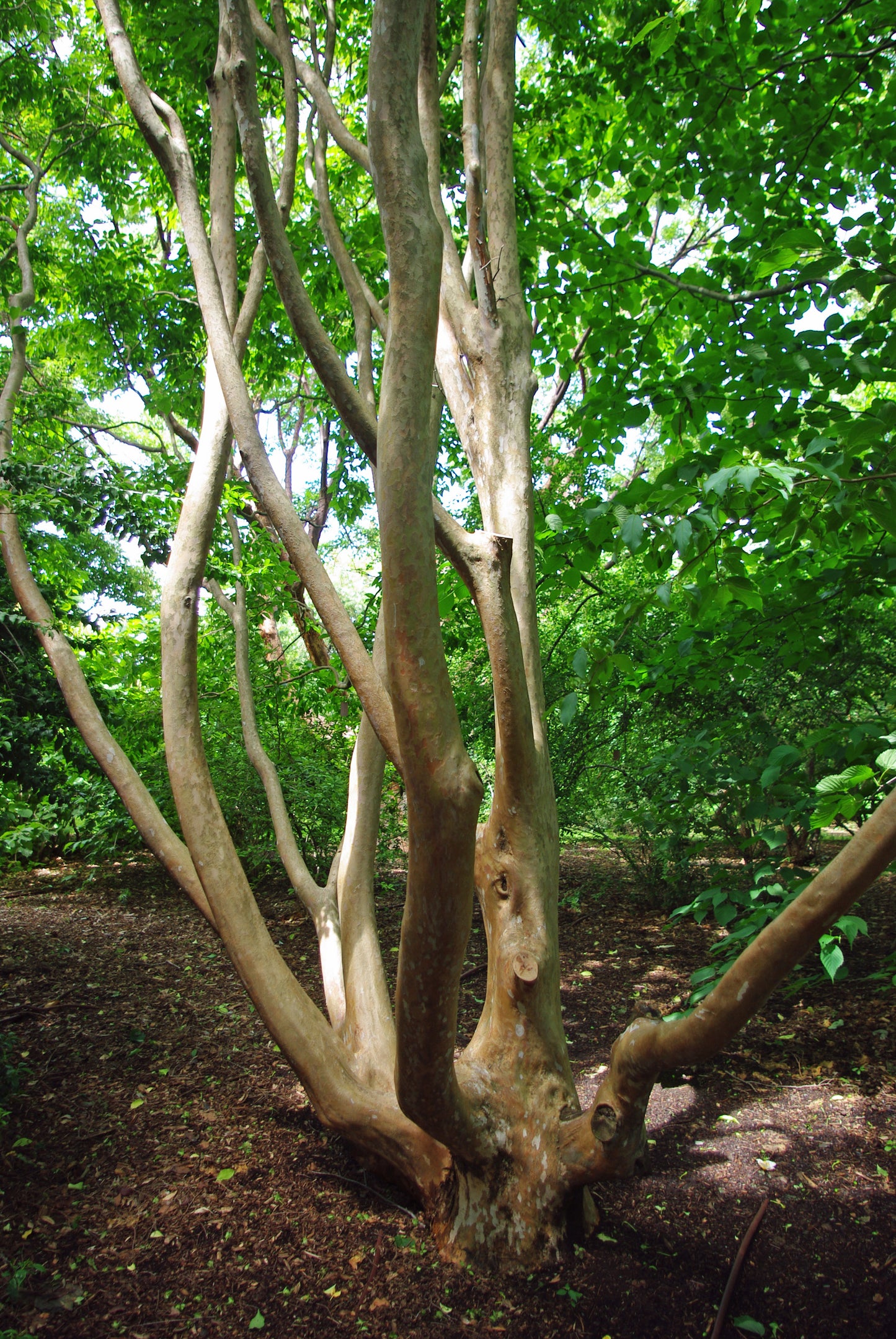 Chinese Stewartia (Stewartia sinensis)