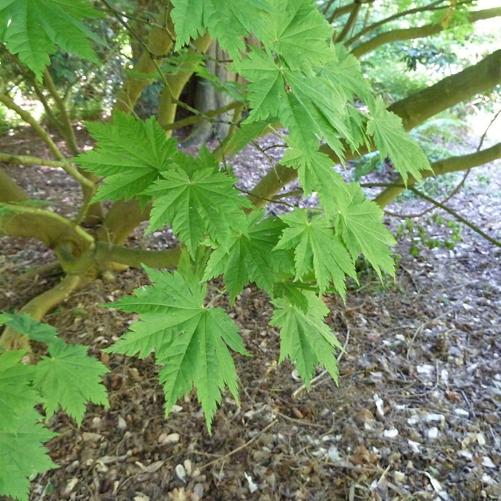 Oisami Maple (Acer japonicum 'Oisami' dry seed)