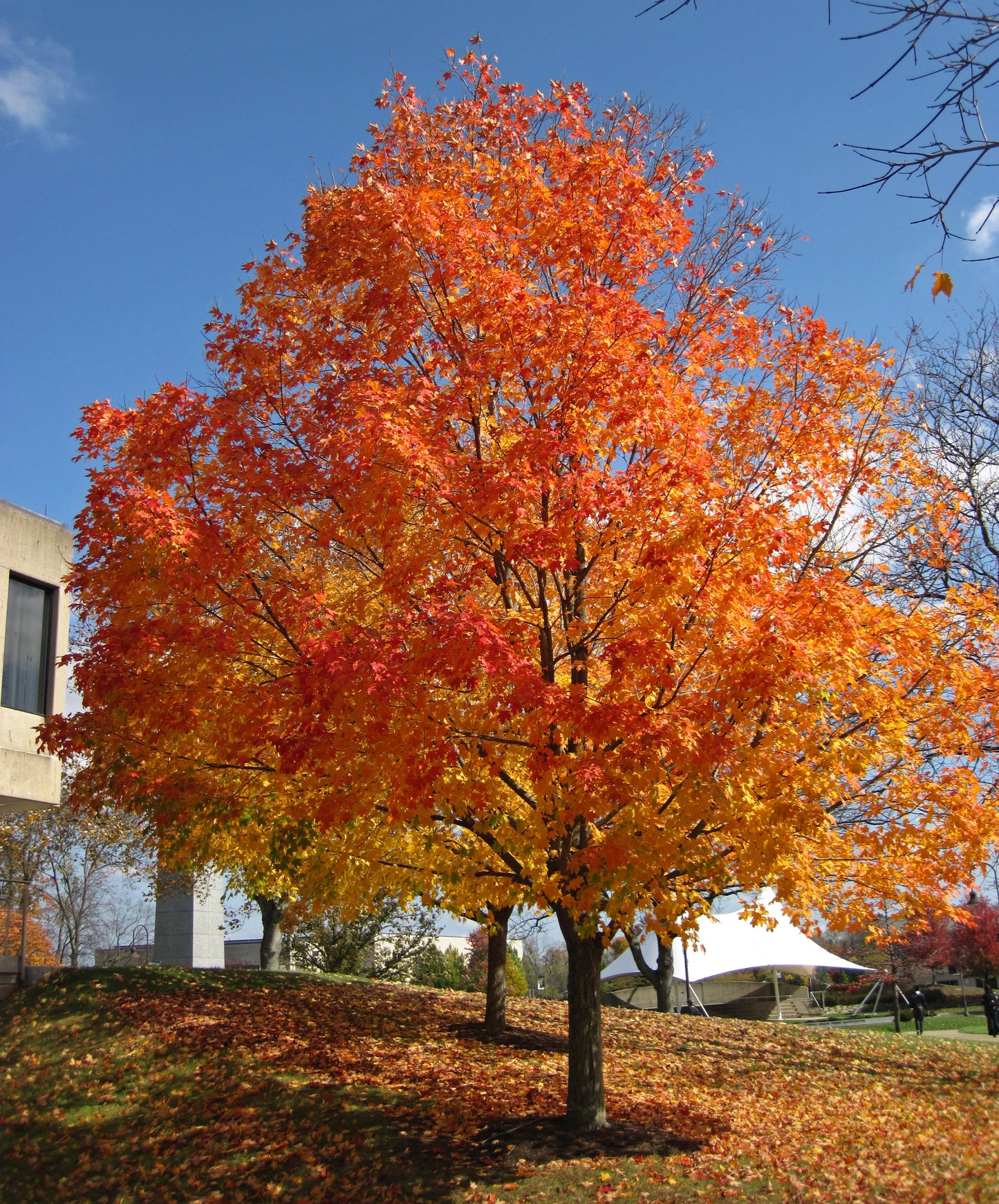 Sugar Maple (Acer saccharum Southern dewinged)