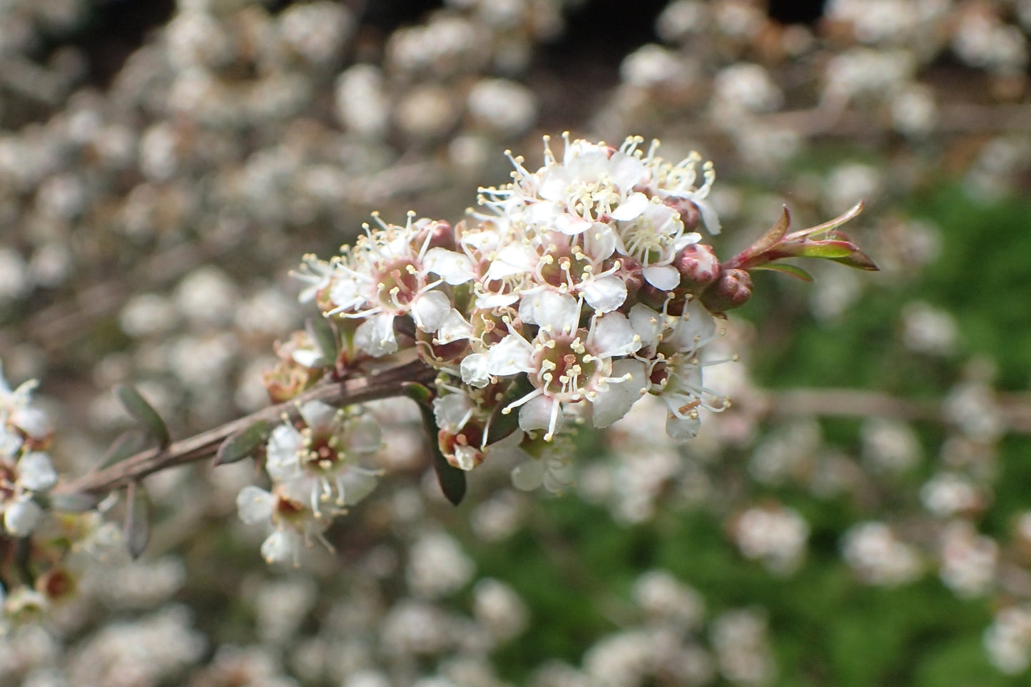 Burgan Kanuka Tea-tree (Kunzea ericoides)