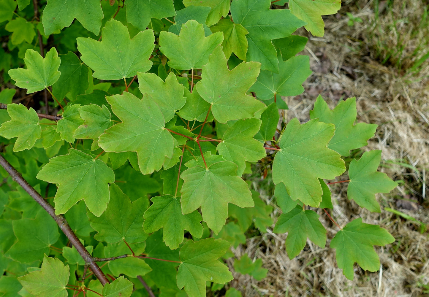 Balkan Maple Hyrcanum Maple (Acer hyrcanum)
