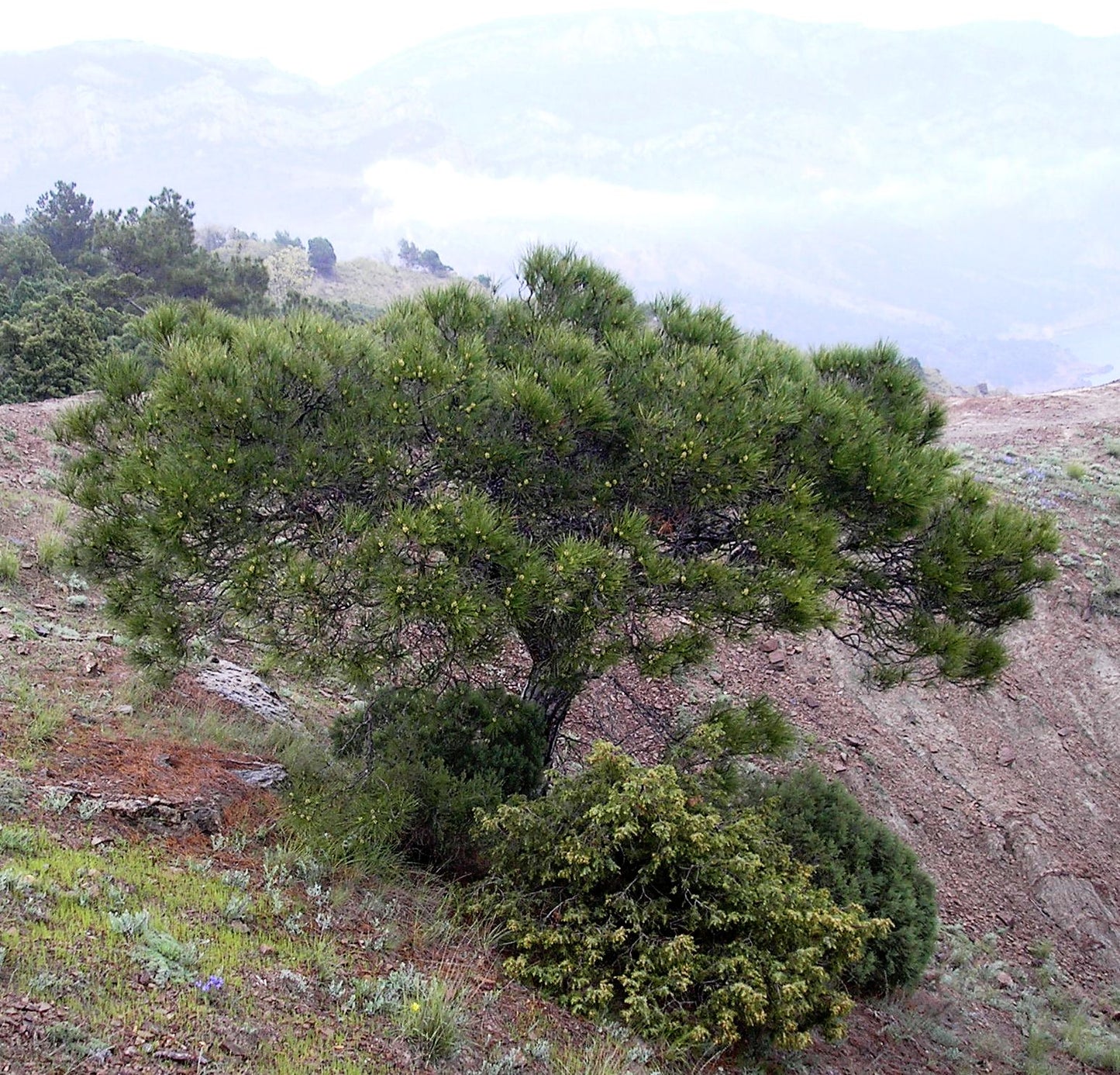 Brutia Pine Calabrian East Mediterranean Turkish (Pinus halepensis var. brutia)