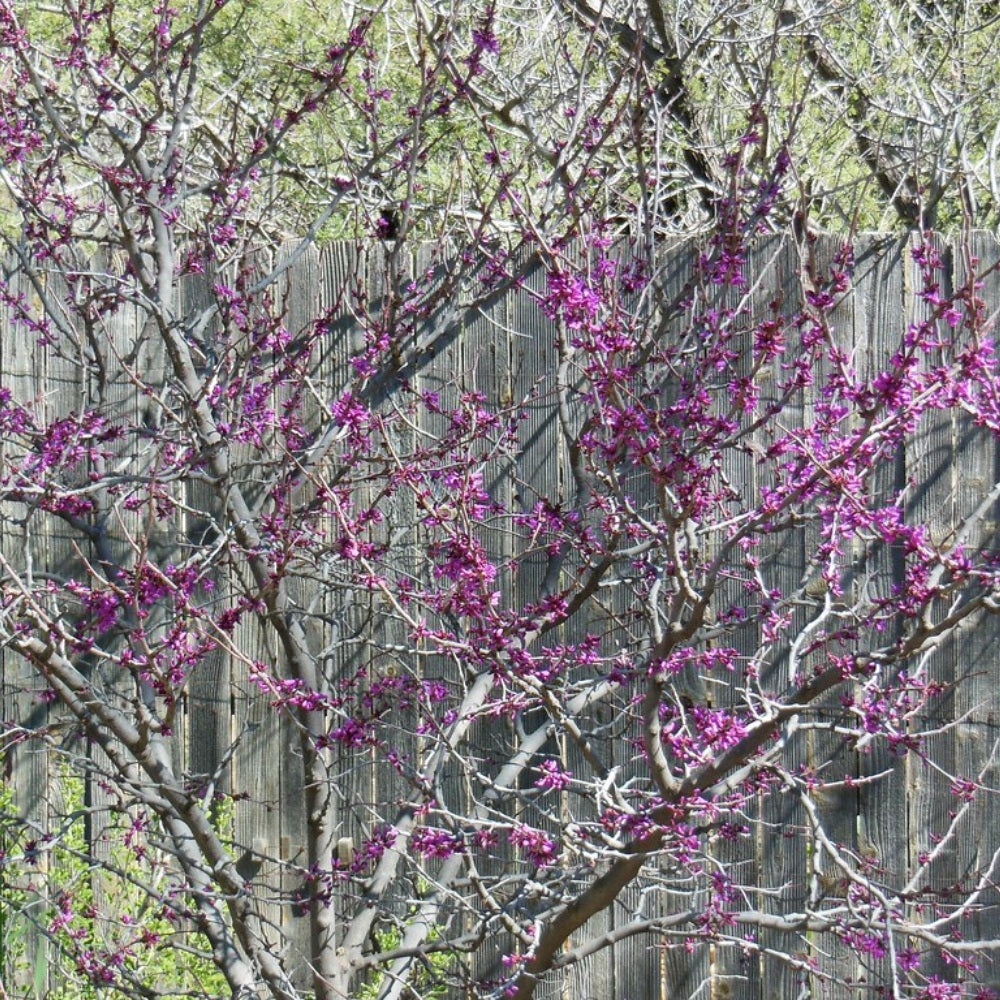 Mexican Redbud (Cercis canadensis var. mexicana)