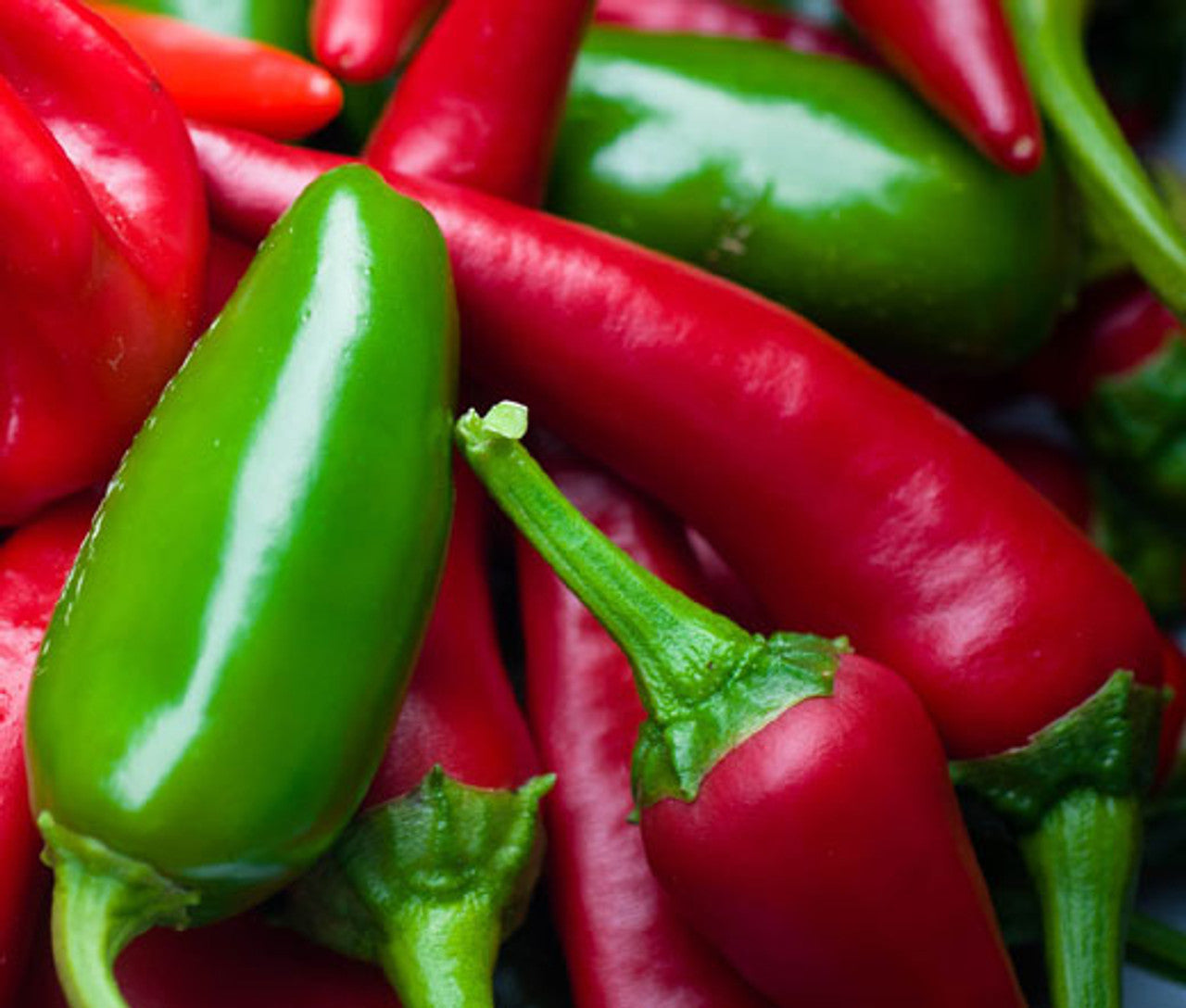 Early Jalapeno Pepper (Capsicum annuum 'Early Jalapeno')