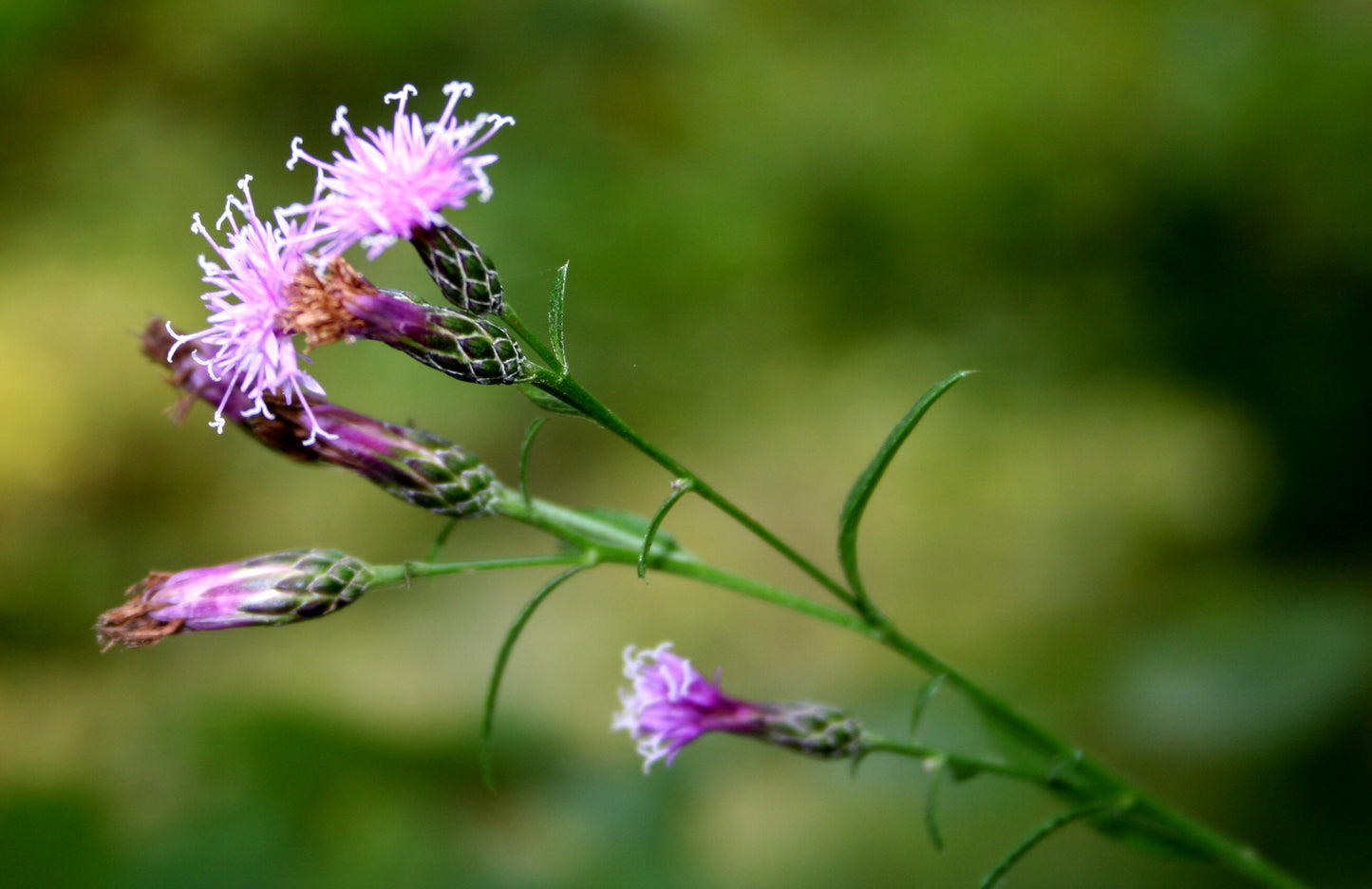 Centaury Dyers Plumeless Saw-wort Sawwort (Serratula tinctoria)