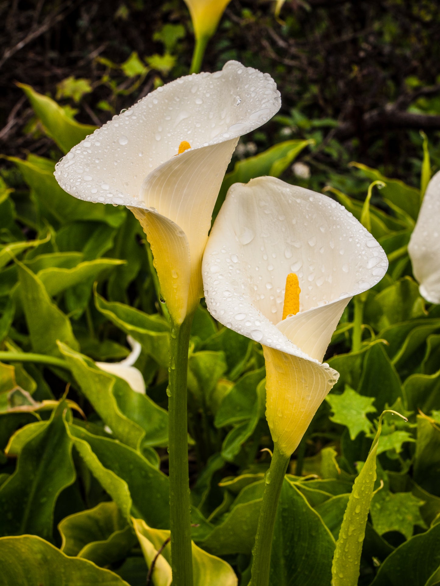 Calla Lily (Zantedeschia aethiopica)