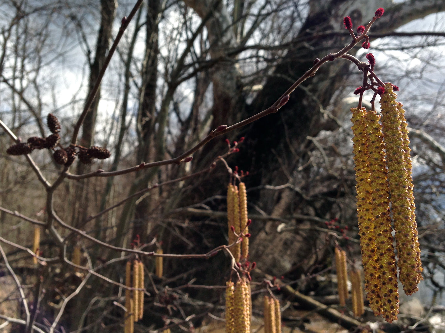Hazel Alder (Alnus serrulata)
