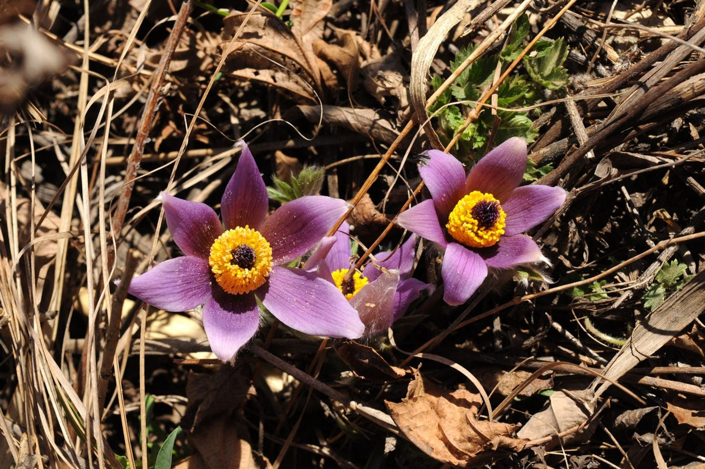 Bai Tou Weng White-haired Old-man (Pulsatilla chinensis)