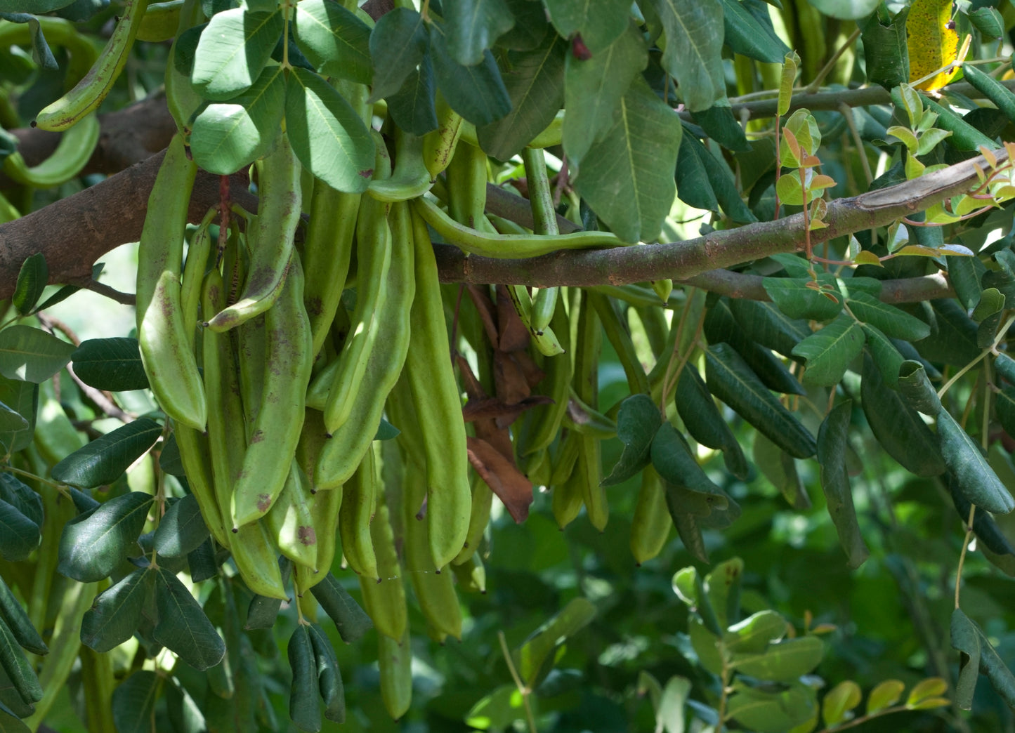 Carob Tree, Saint John's Bread (Ceratonia siliqua)