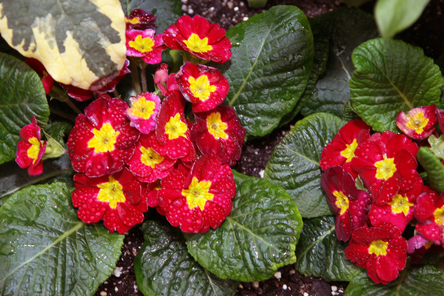 English Primrose (Primula acaulis grandiflora mix)