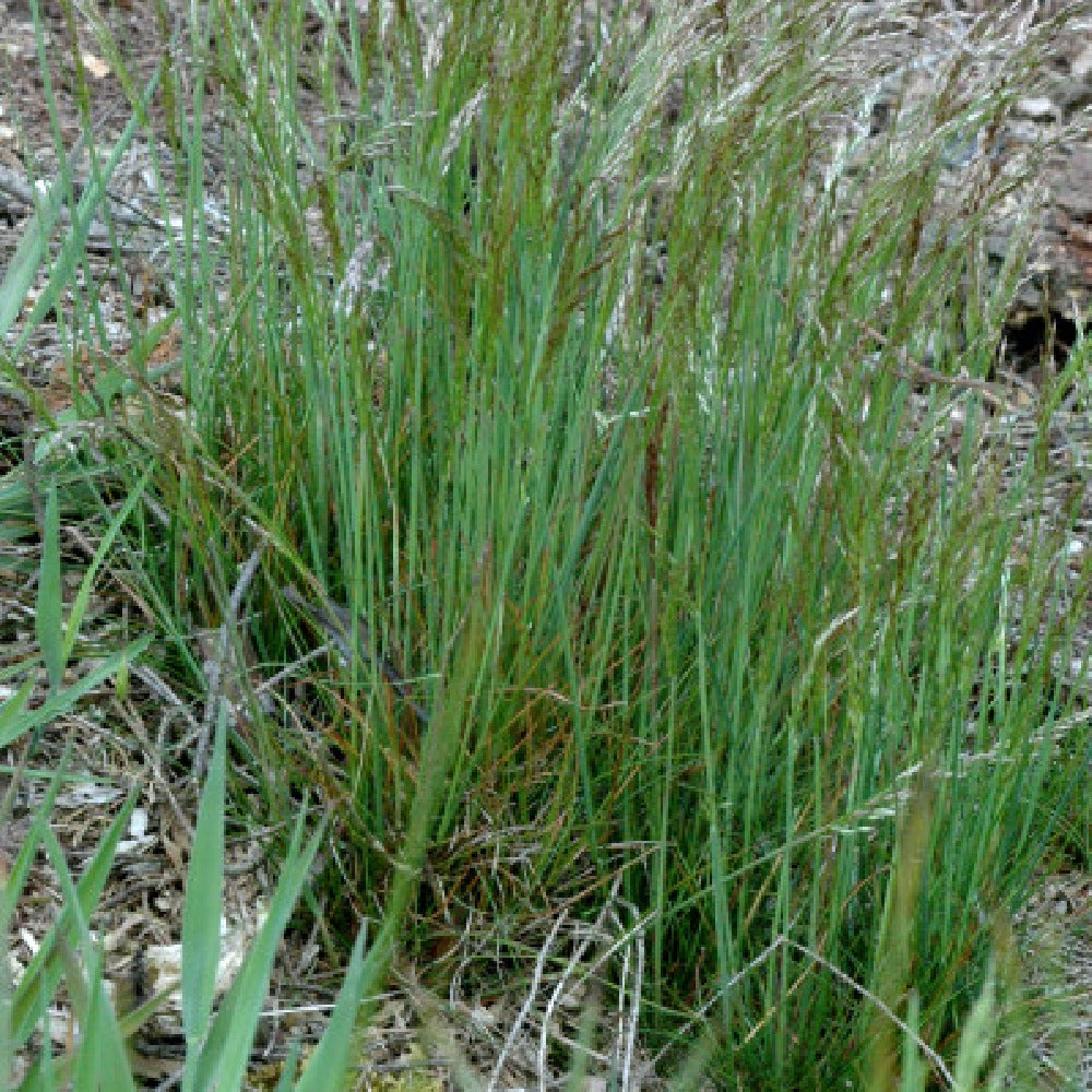 Wavy Hairgrass (Deschampsia flexuosa)