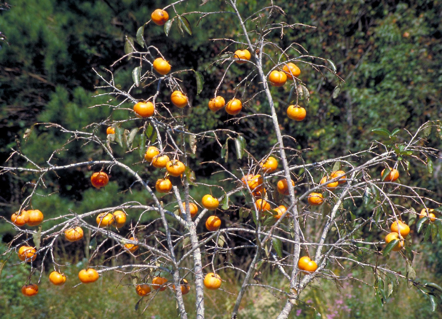 Japanese Persimmon (Diospyros kaki)