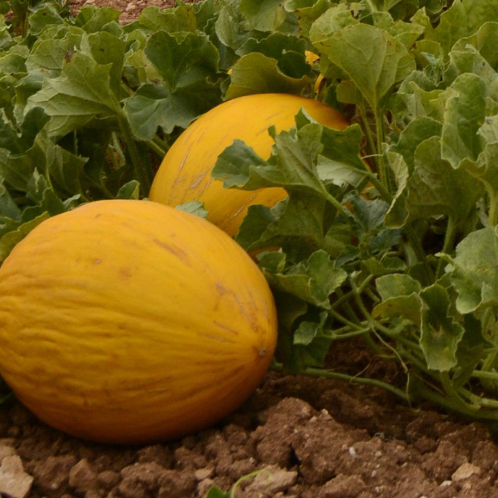 Hearts Gold Cantaloupe Hearts Melon (Cucumis melo 'Hearts of Gold')