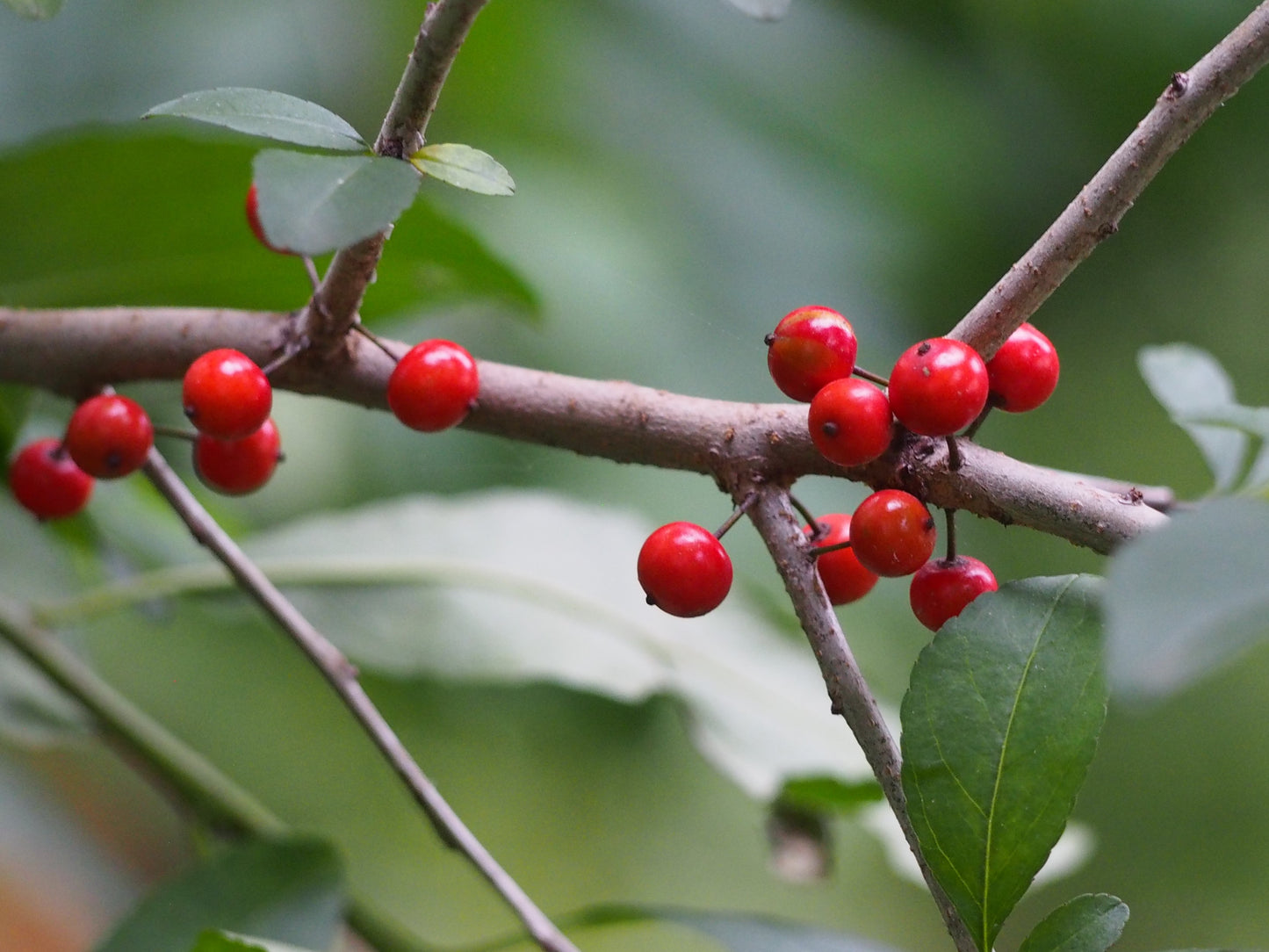 Deciduous Holly Meadow Possum Haw Possumhaw Swamp Holly (Ilex decidua)