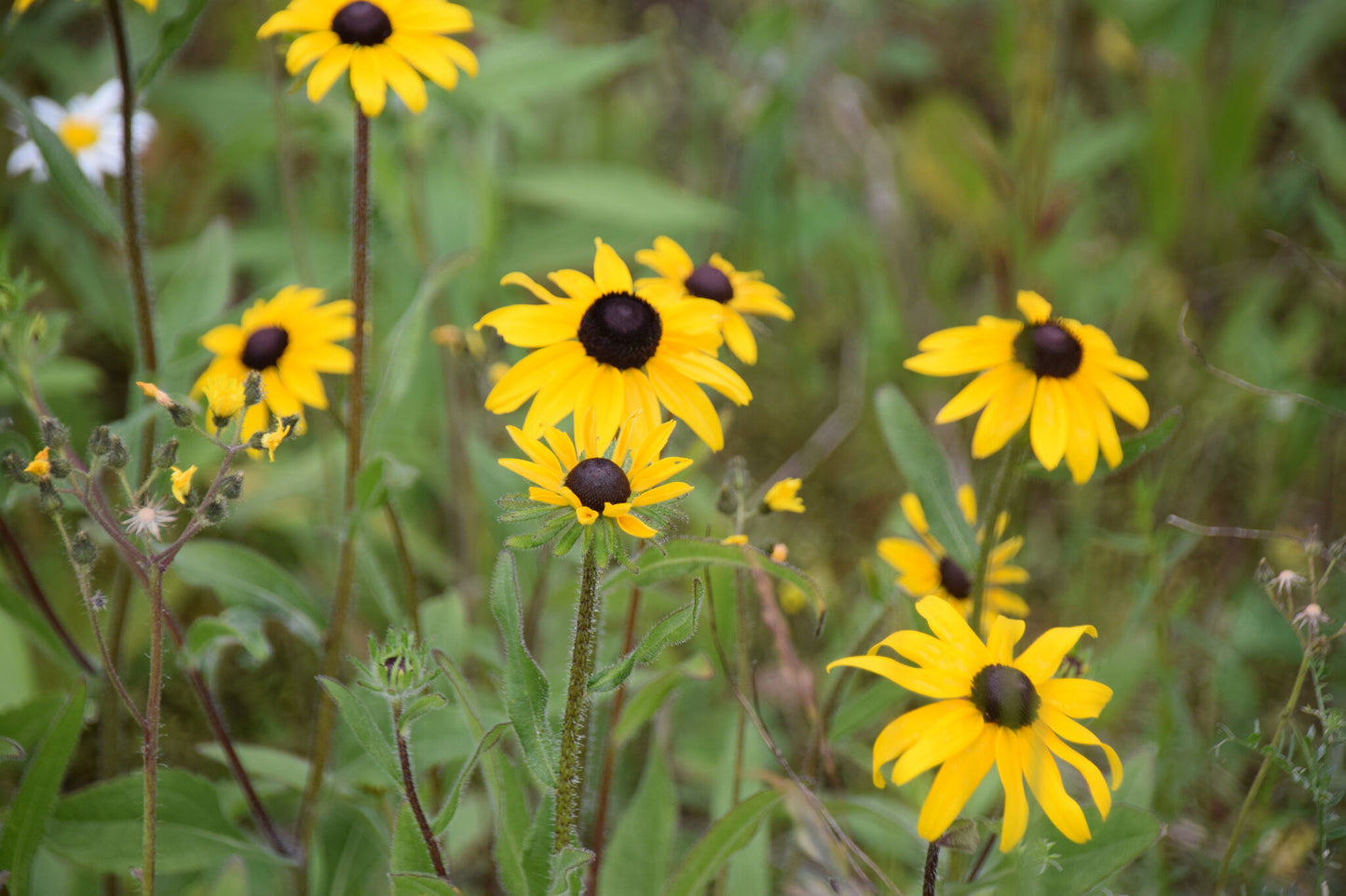 Black Eyed Susan Blackeyed Brown-eyed Black-eyed Susan (Rudbeckia hirta)