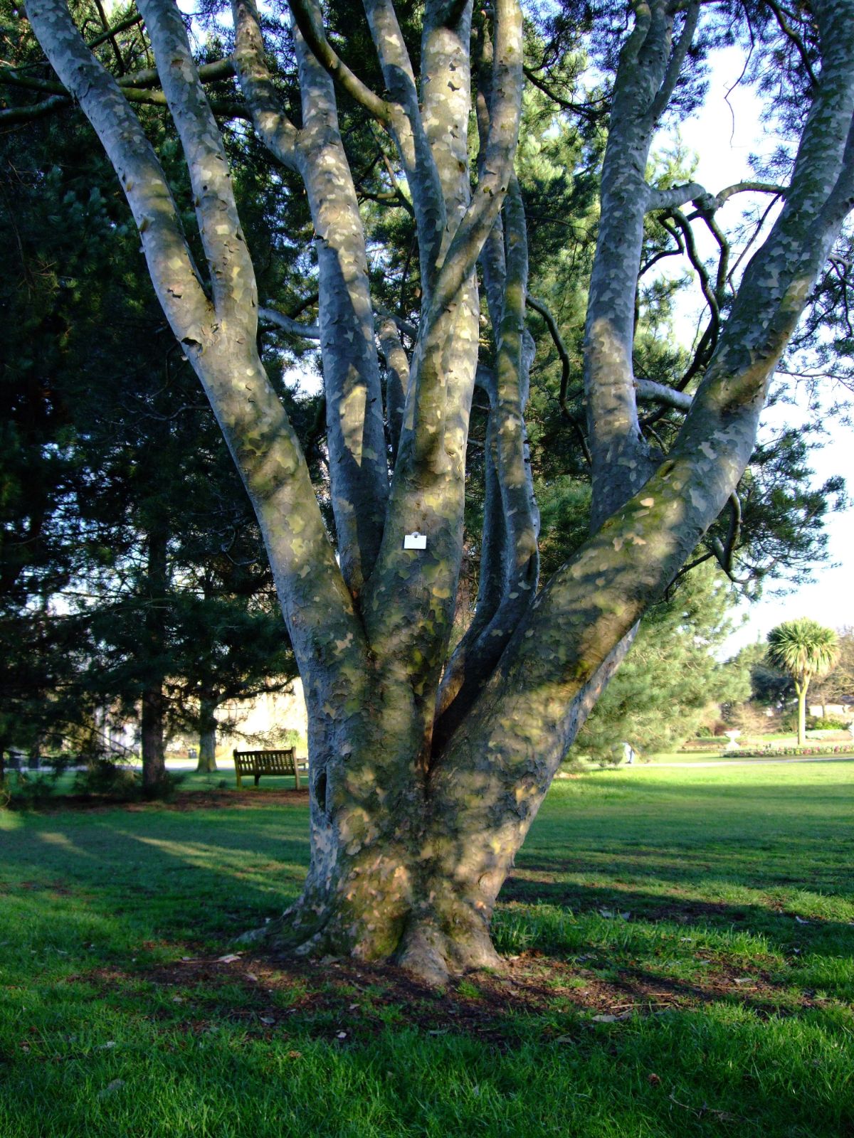 Bunge's Lace Bark Pine (Pinus bungeana)