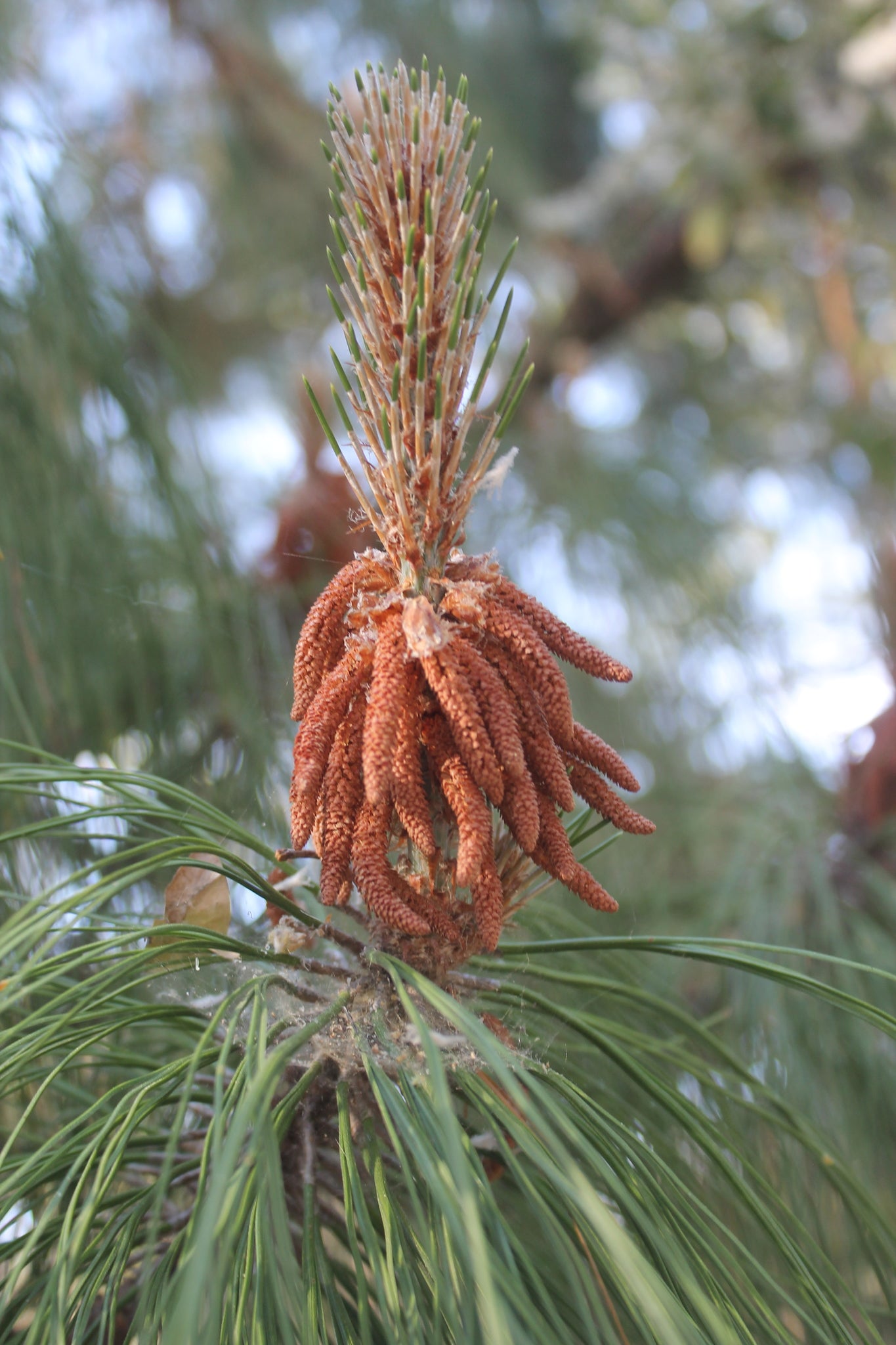 Hazelnut Ocote Chino Oocarpa Pine (Pinus oocarpa)