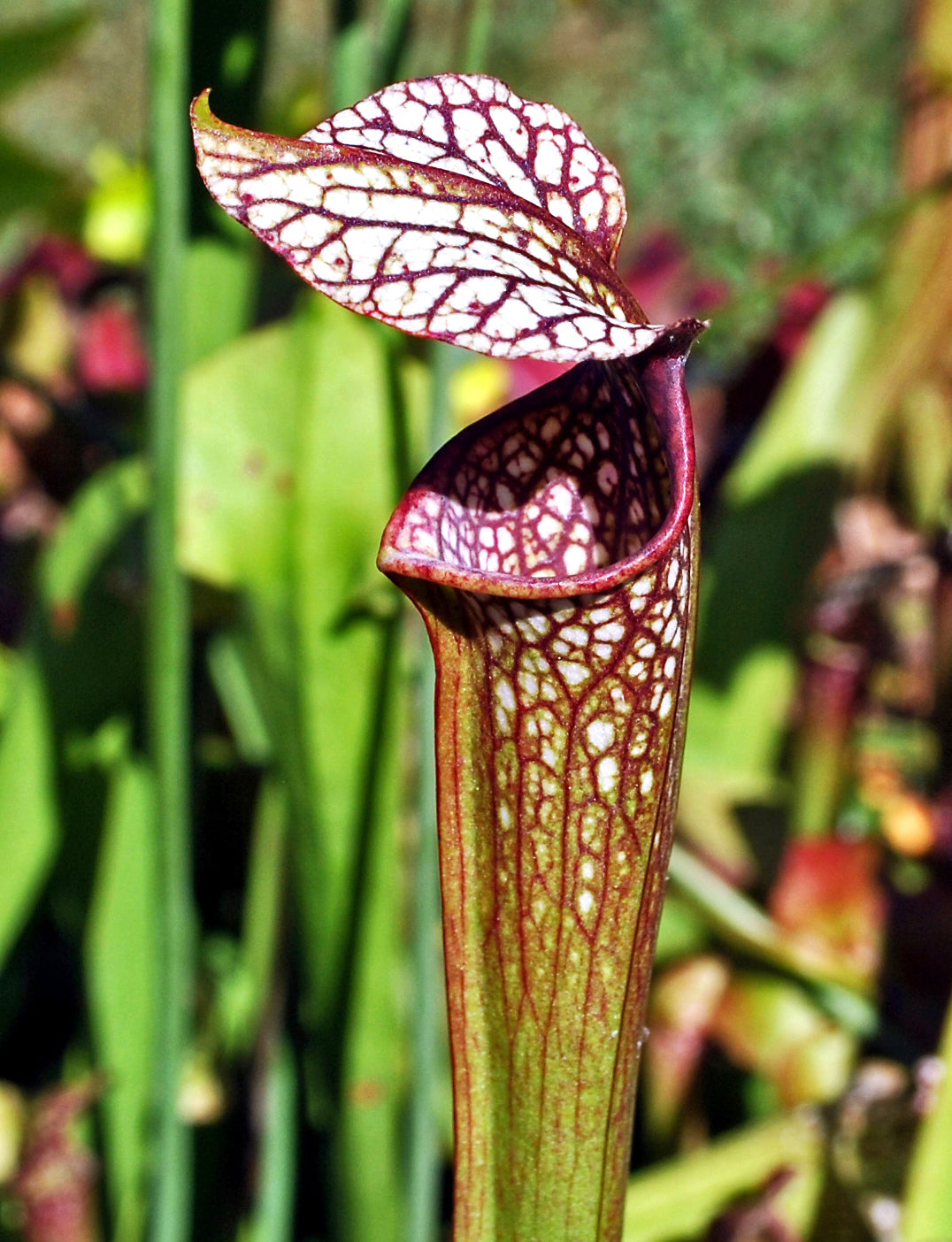 Crimson Pitcherplant Pitcher Plant (Sarracenia leucophylla)