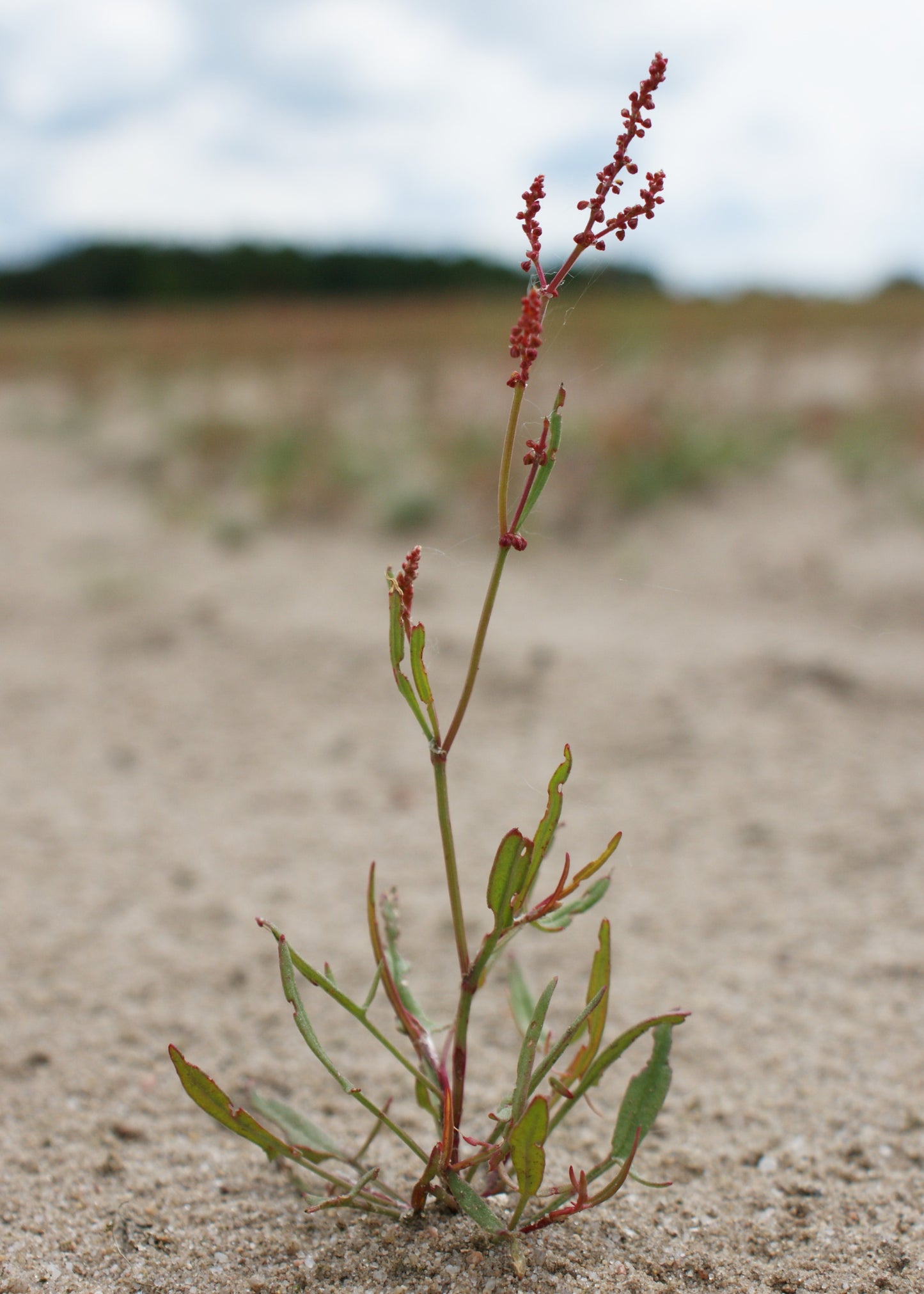 Common Sorrel Field Sour Weed (Rumex acetosella)