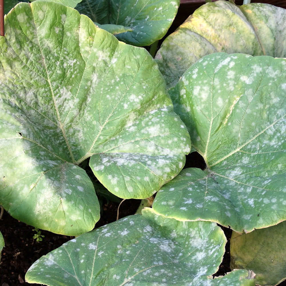 Atlantic Giant Pumpkin (Cucurbita pepo 'Atlantic Giant')