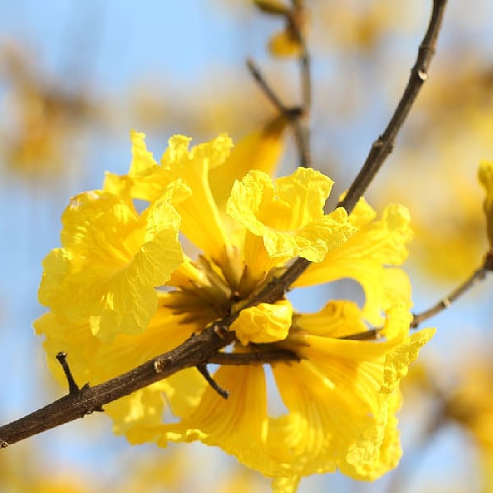Golden Trumpet Roble Amarillo (Handroanthus chrysanthus)
