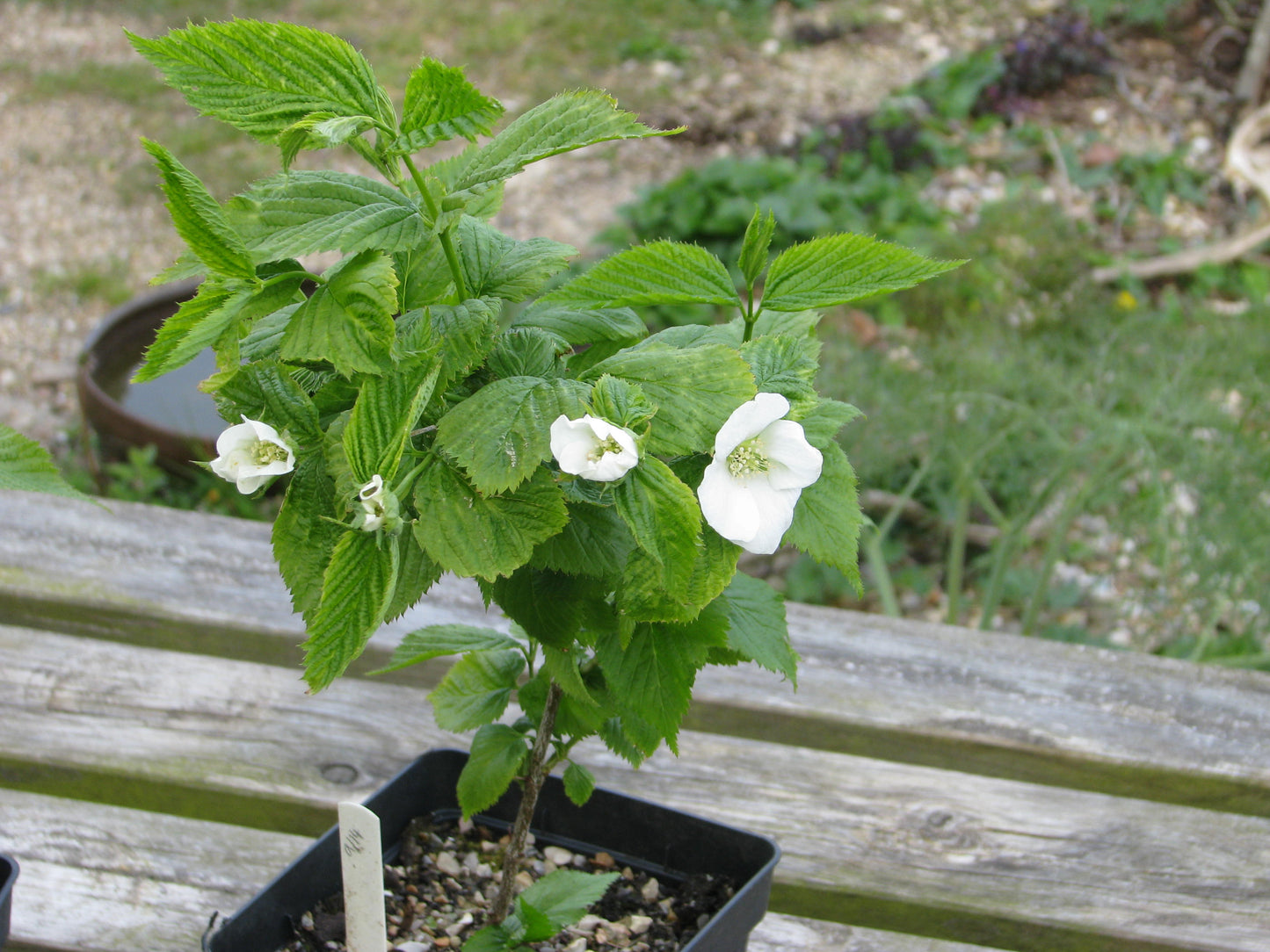 Jetbead (Rhodotypos scandens)