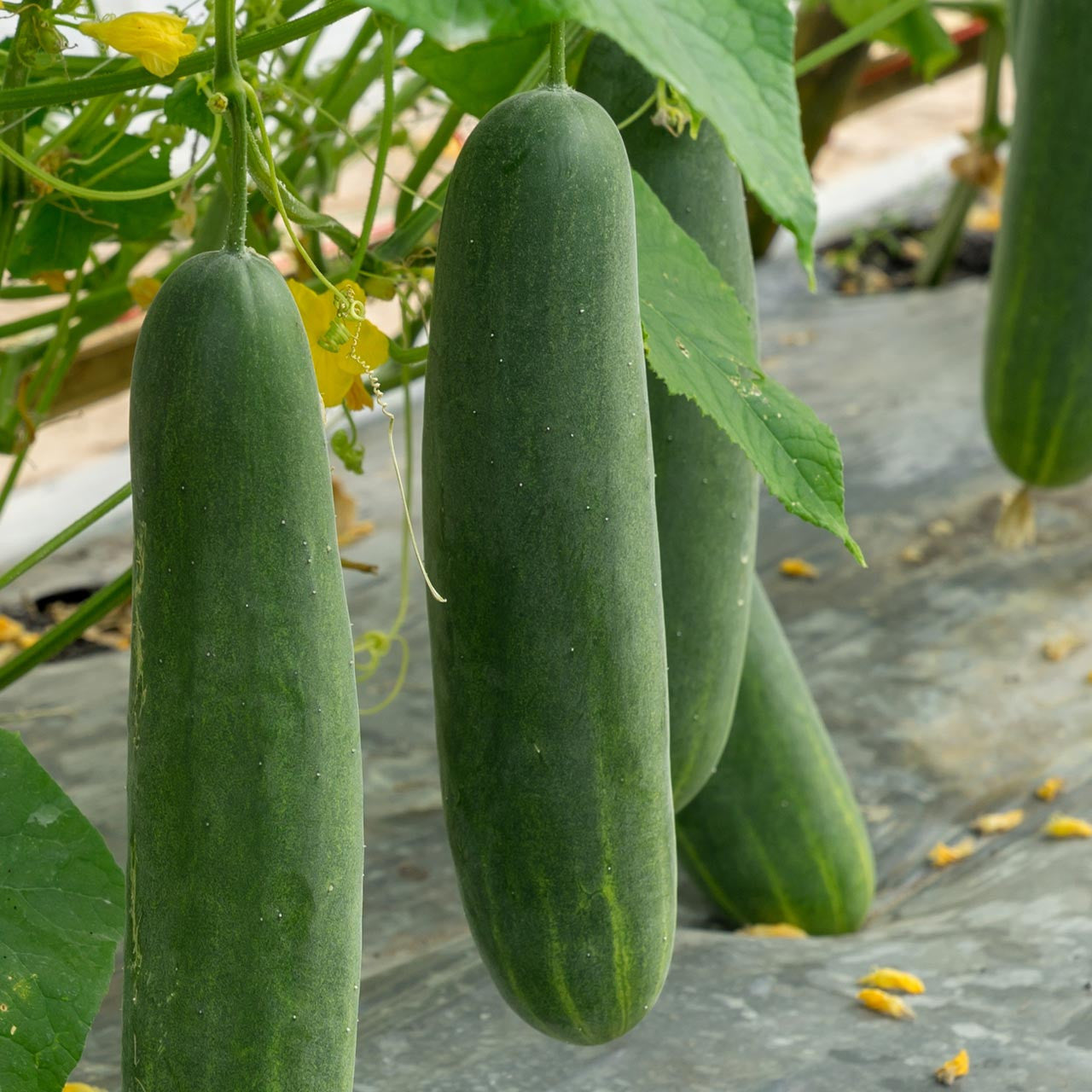 Cucumber Garden Cucumber Marketmore 76 Cucumber (Cucumis sativus 'Marketmore 76')
