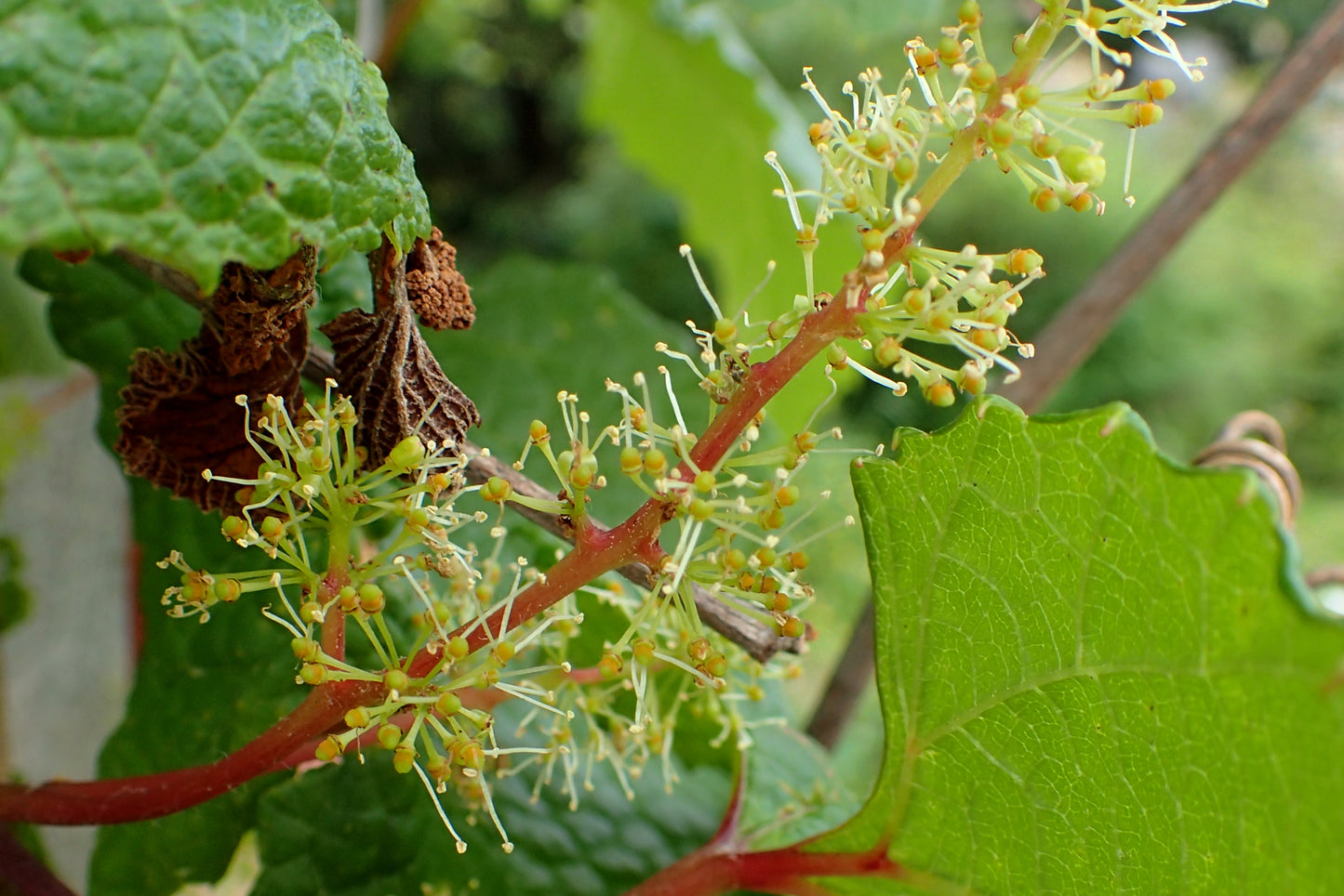 Amur Grape (Vitis amurensis)