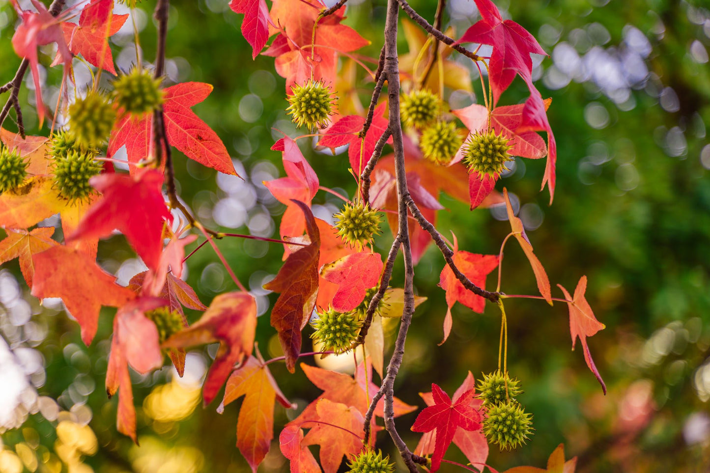 Redgum Sapgum Sweetgum (Liquidambar styraciflua Northern)