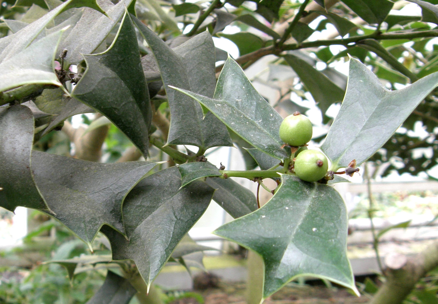 Chinese Holly (Ilex cornuta)