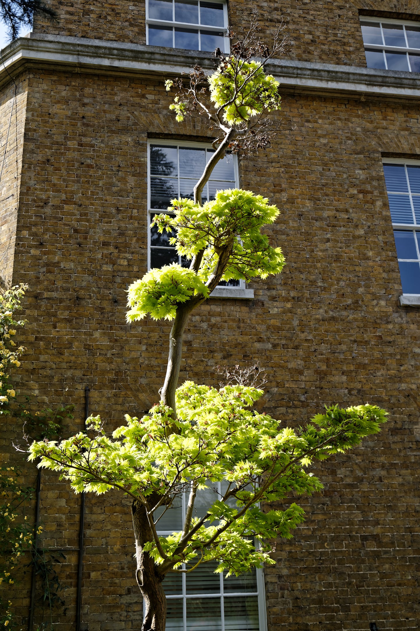 Yellow Maple (Acer shirasawanum var. aureum dry seed)