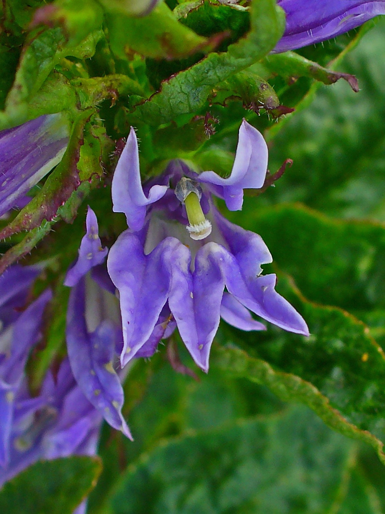 Blue Cardinal Great Blue Lobelia (Lobelia siphilitica)