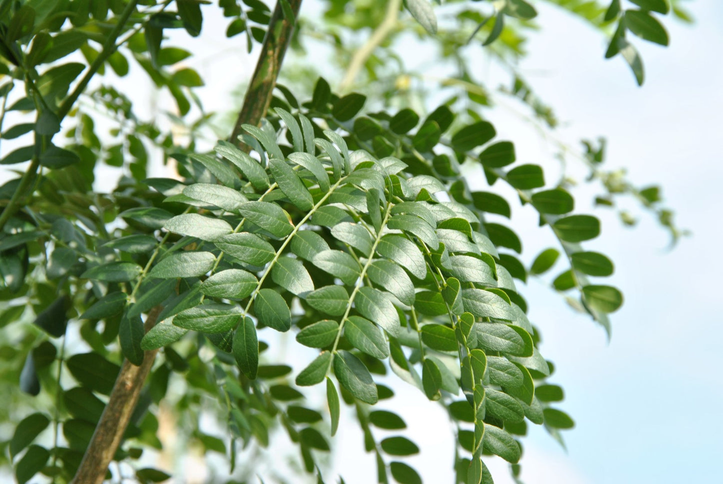 Honey Locust Honeylocust (Gleditsia triacanthos)
