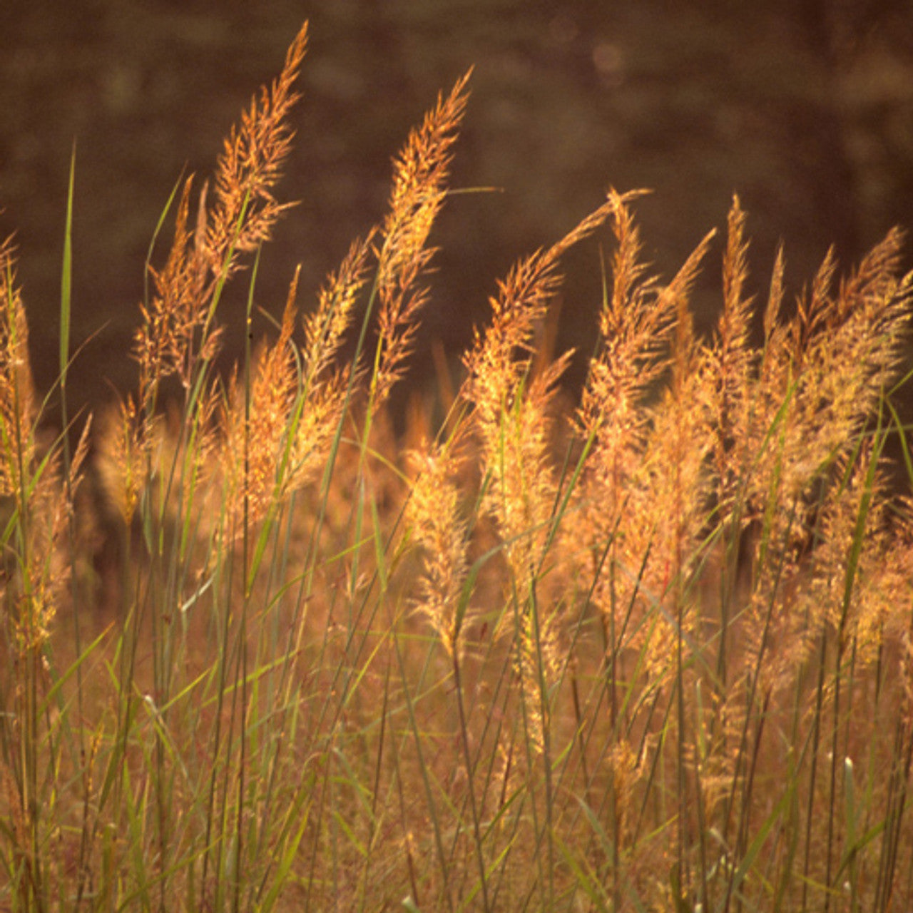 Yellow Indiangrass (Sorghastrum nutans var. Tomahawk)
