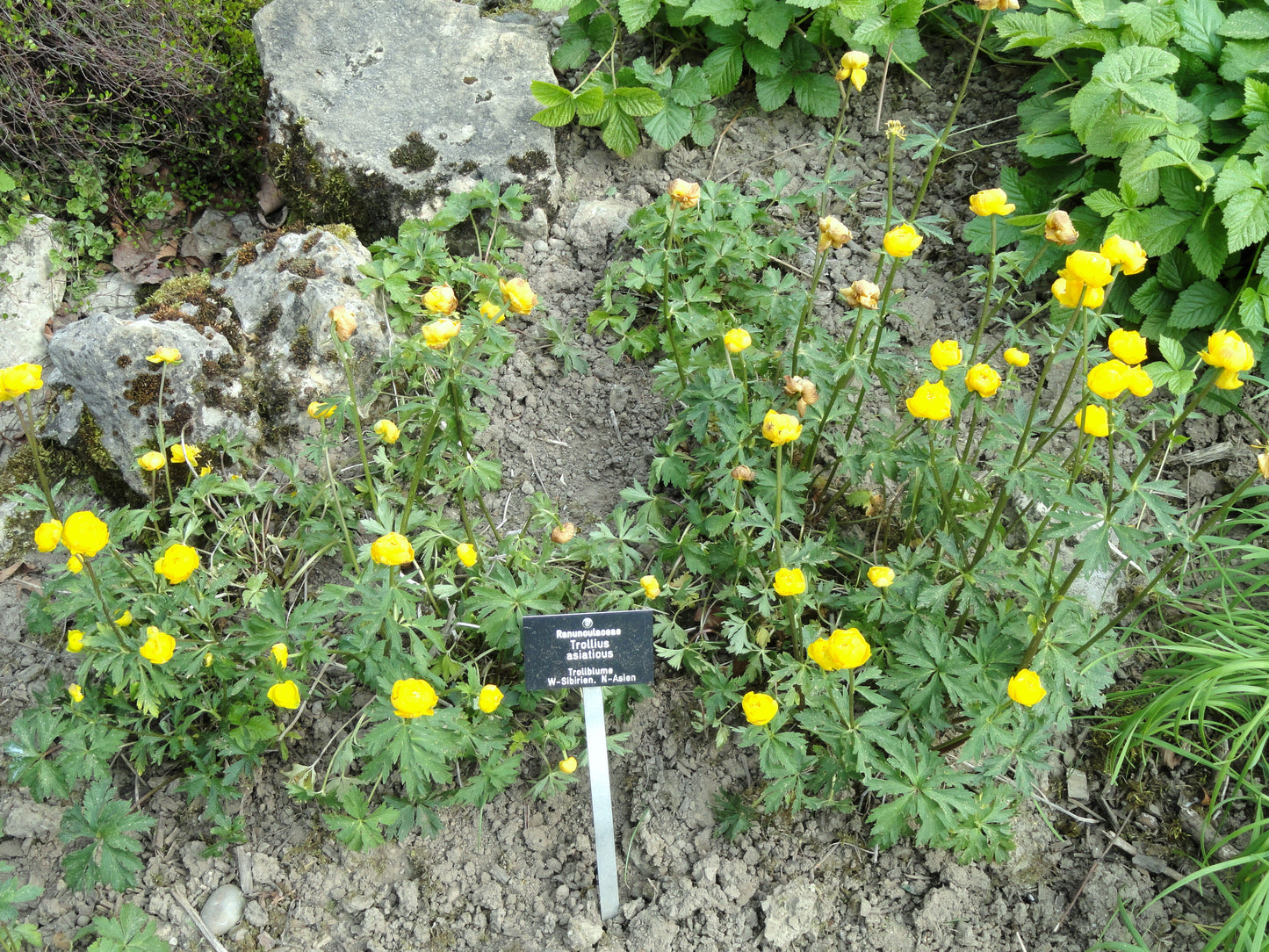 Asian Globeflower (Trollius asiaticus)