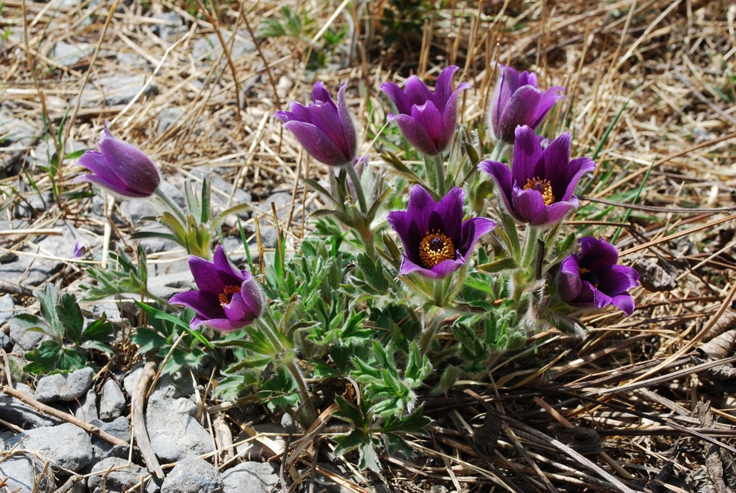 Bai Tou Weng White-haired Old-man (Pulsatilla chinensis)