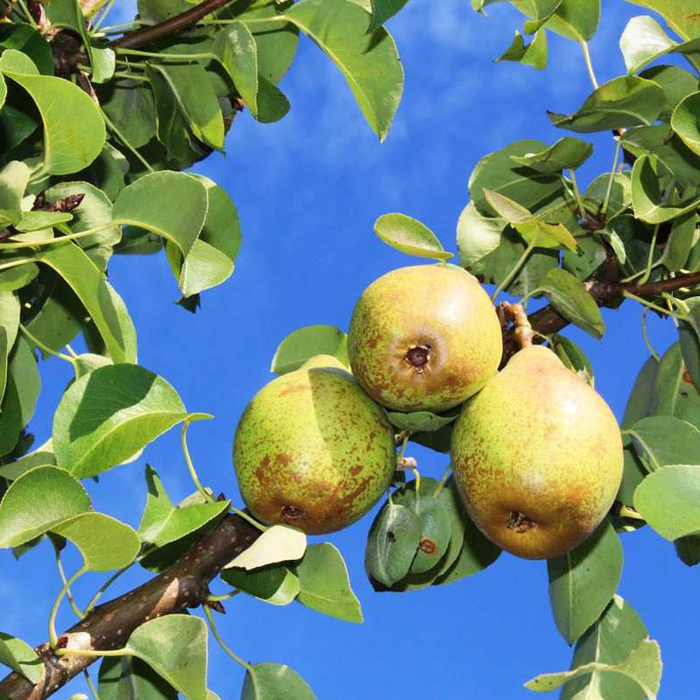 Kirschensaller Pear (Pyrus communis 'Kirschensaller')
