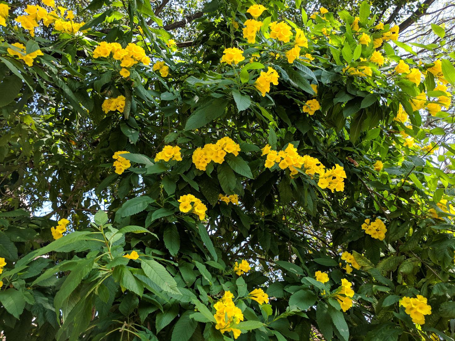 Yellow Trumpetbush Yellowbells (Tecoma stans)